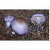 Мицелий Паутинника голубого / Паутинник сизо-голубой (Cortinarius coerulescens)